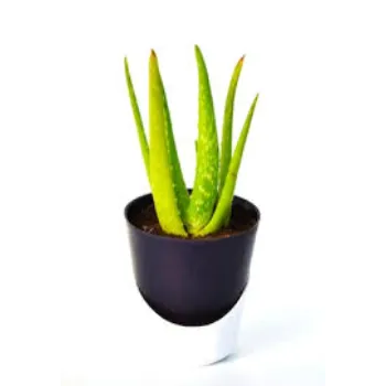 Aloe Vera Plants